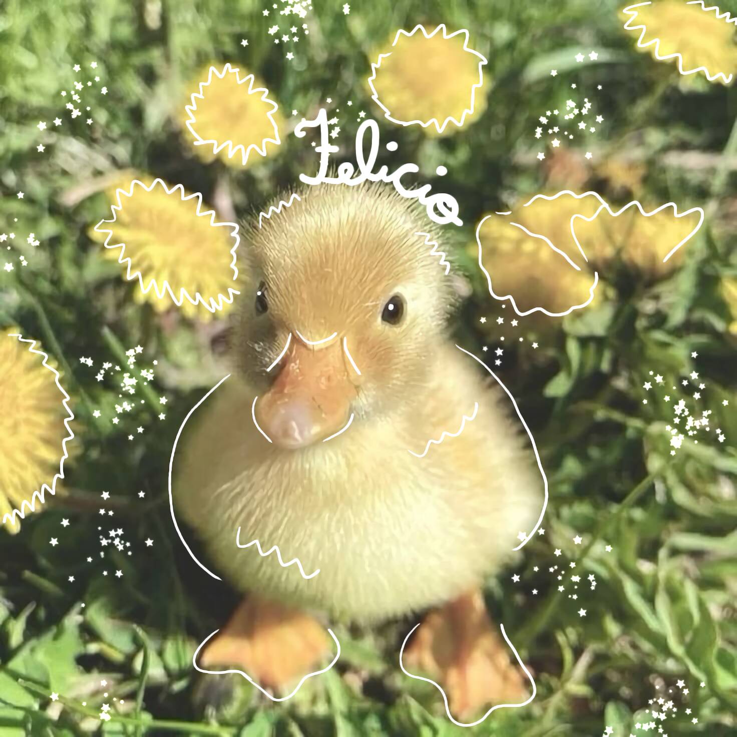 Cute Yellow Duck pfp Profile Picture with Dandelions