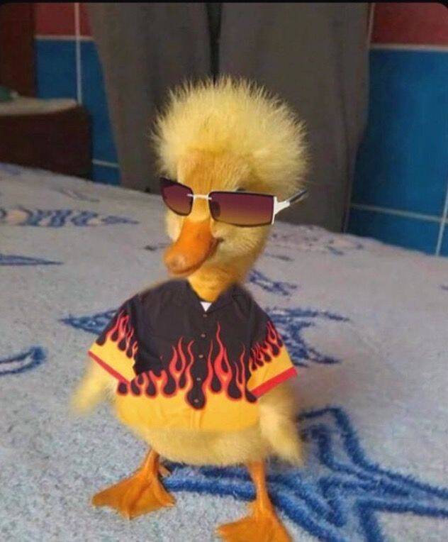 Cool Duck pfp Profile Picture with Sunglasses and Flame Shirt