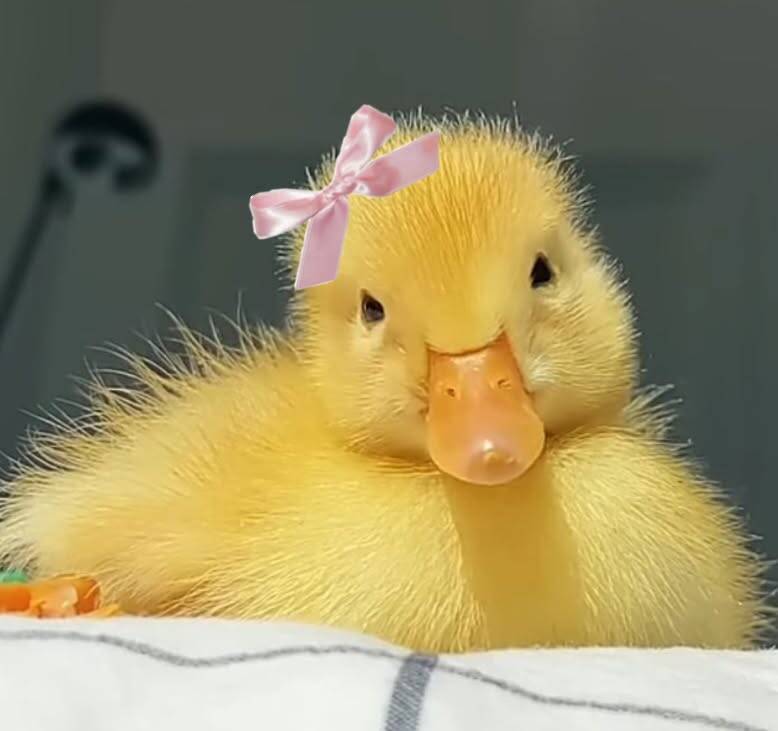 Cute Yellow Duck pfp Profile Picture with Bow