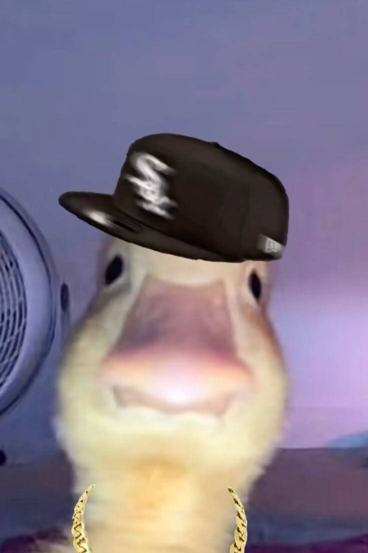Cool pfp Profile Picture Duck with Cap and Bling