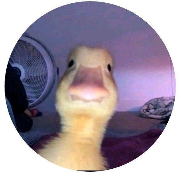 Cute Duck pfp Profile Picture Adorable Duckling Face