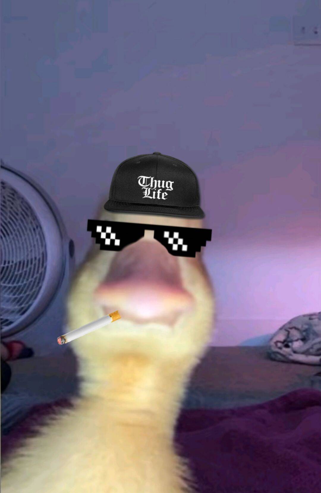 Cool Duck pfp Profile Picture with Thug Life Sunglasses