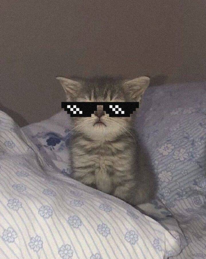 Cool pfp Profile Picture Cat with Sunglasses