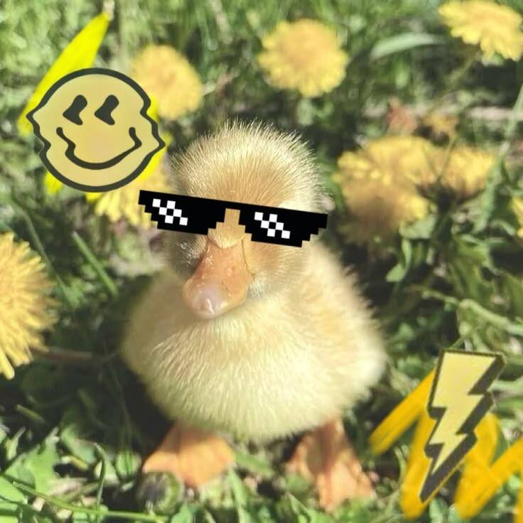 Cool Duck pfp Profile Picture with Sunglasses and Emojis