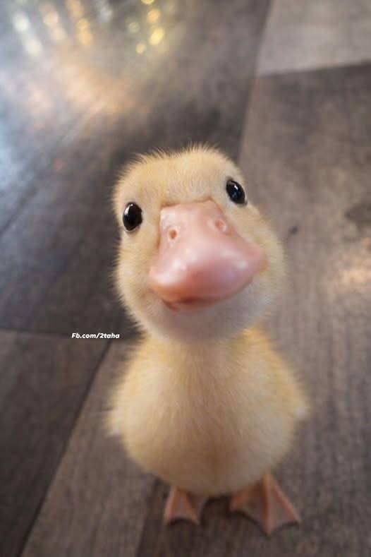 Cute Baby Duck pfp Profile Picture: Adorable Yellow Duckling