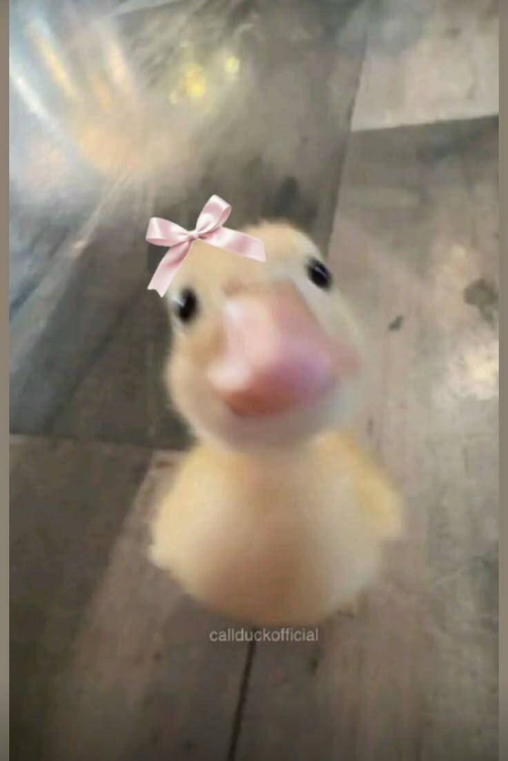 Cute Duck pfp Profile Picture with Bow