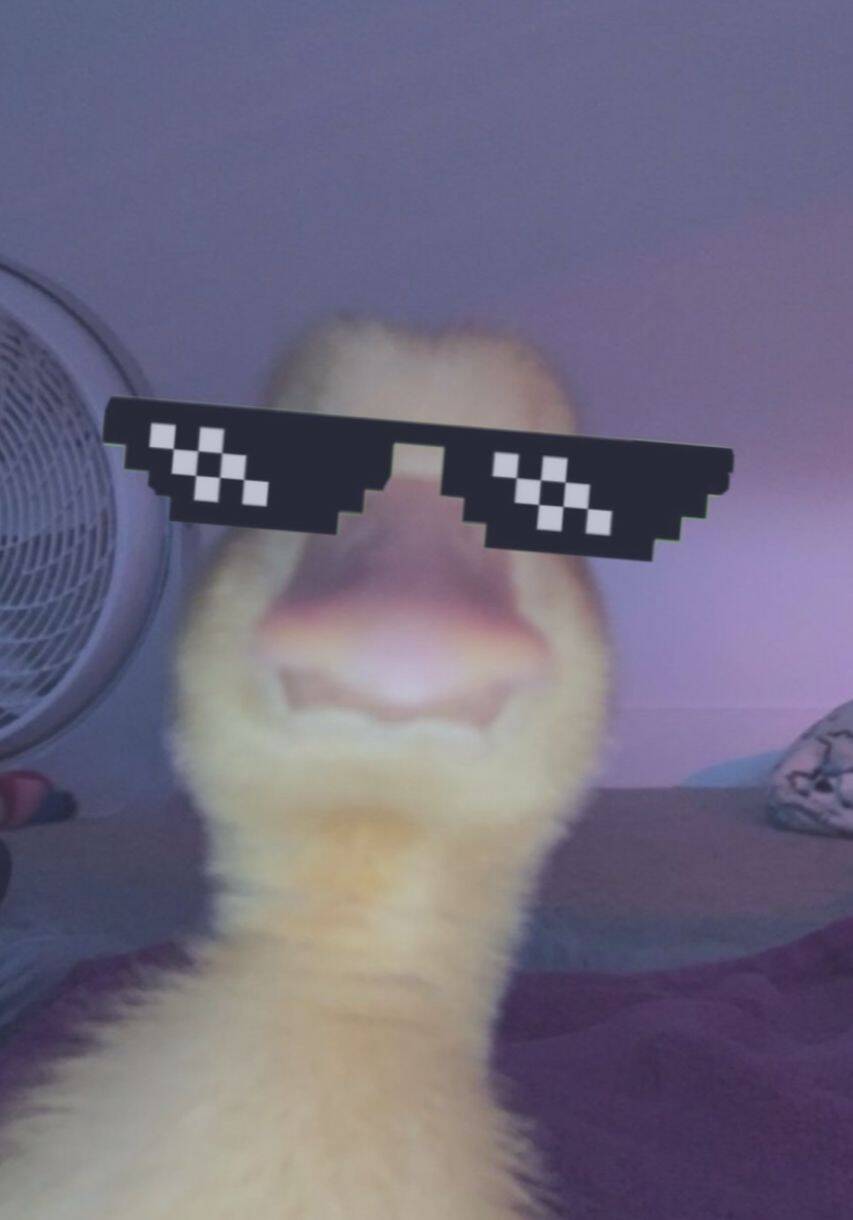 Cool Duck pfp Profile Picture with Sunglasses