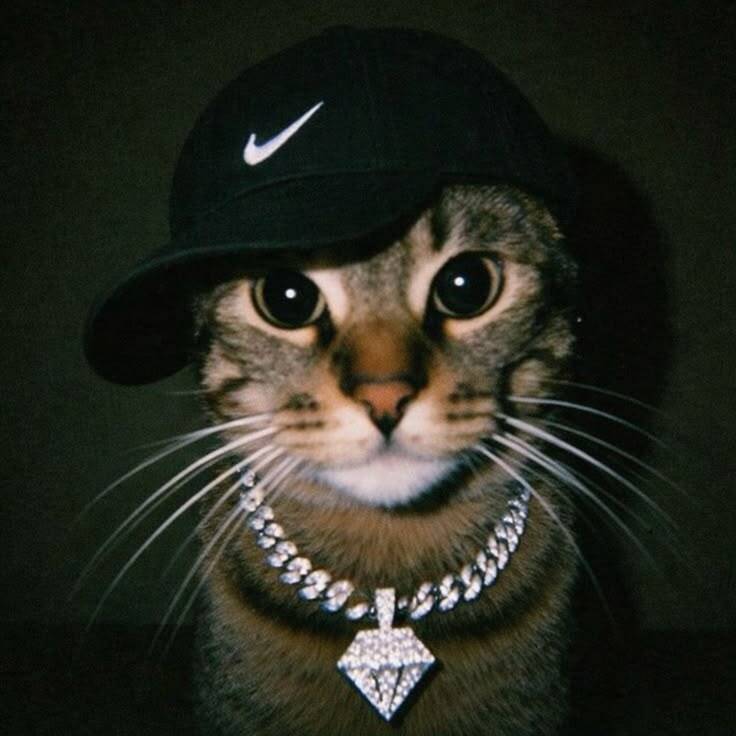 Cool pfp Profile Picture of a Cat in a Cap and Bling
