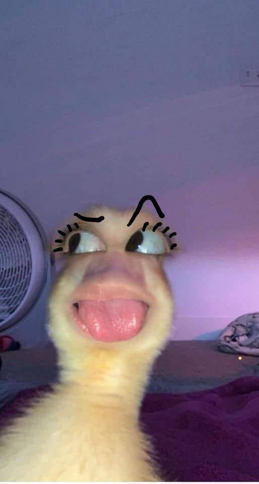 Funny Duck pfp Profile Picture with Silly Expression