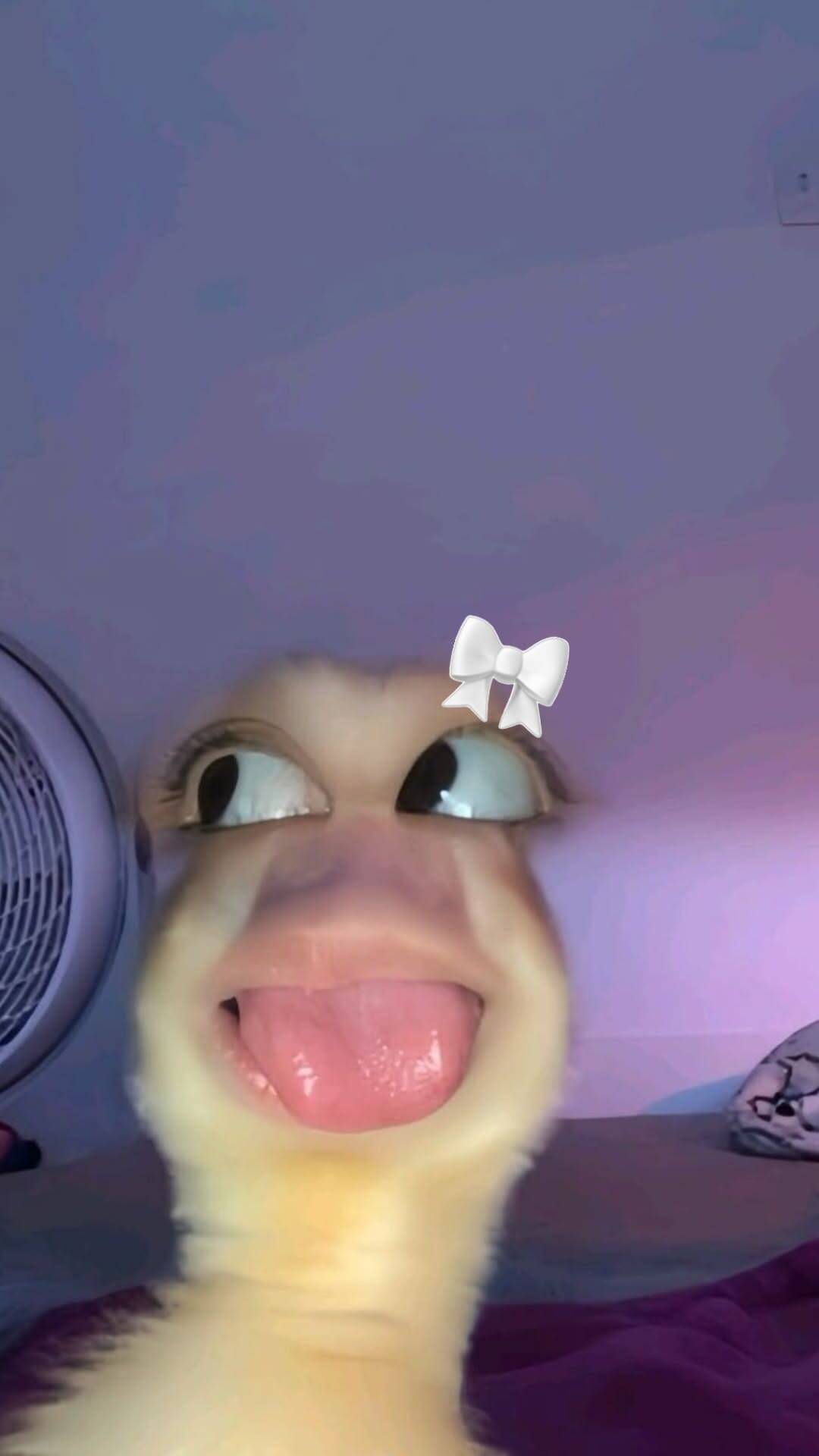 Funny Duck pfp Profile Picture with Bow