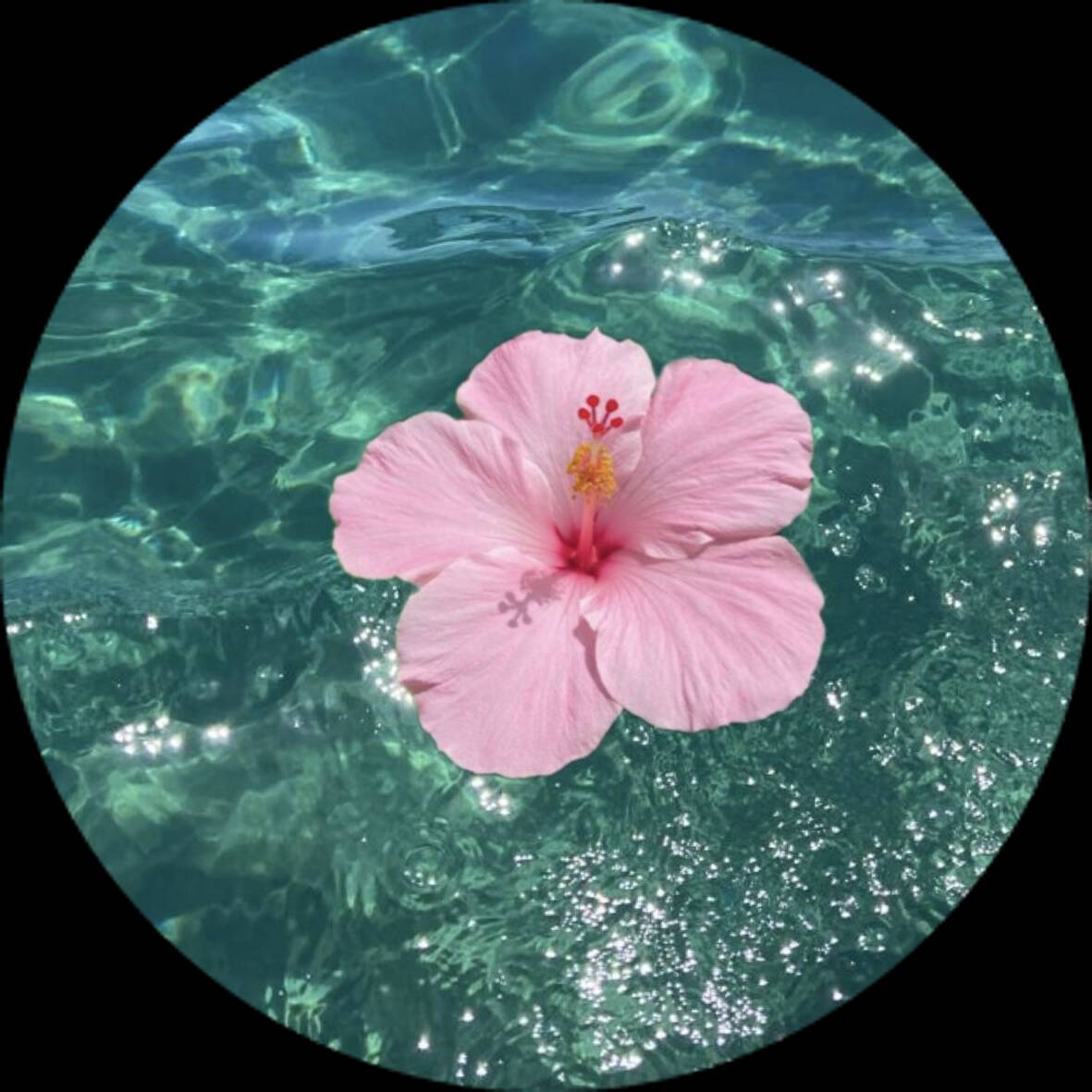 Cool pfp Profile Picture Tropical Flower in Water