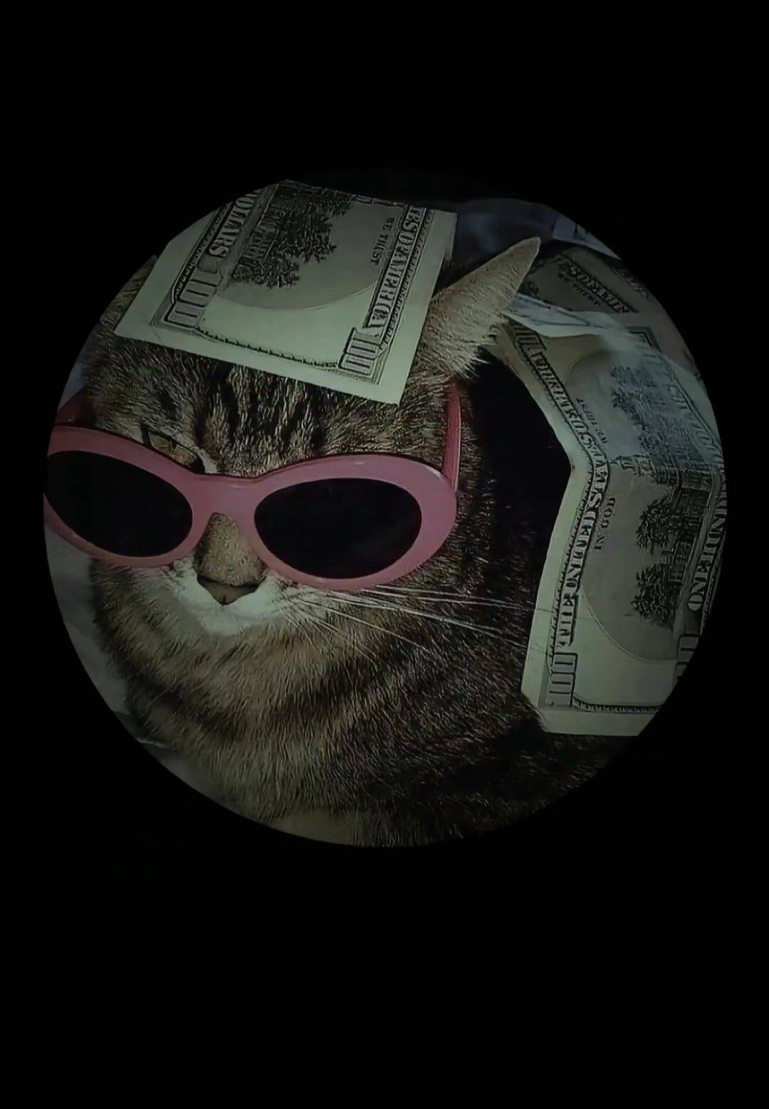 Cool pfp Profile Picture of Cat with Sunglasses and Money