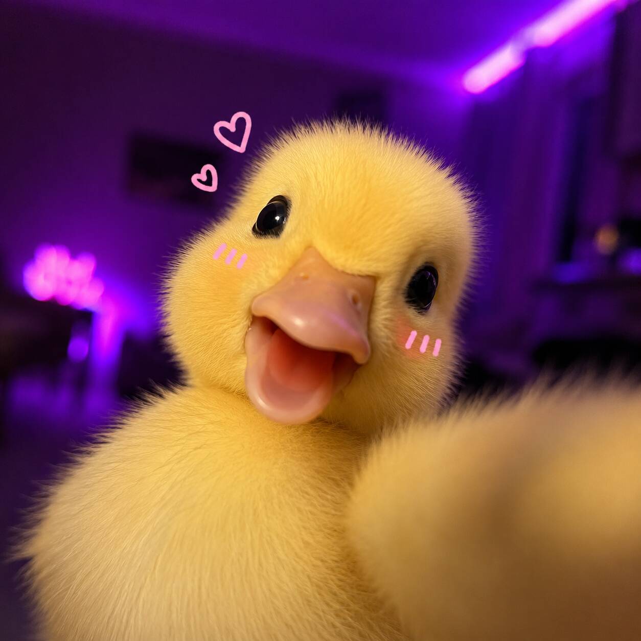 Cute Happy Duck pfp Profile Picture