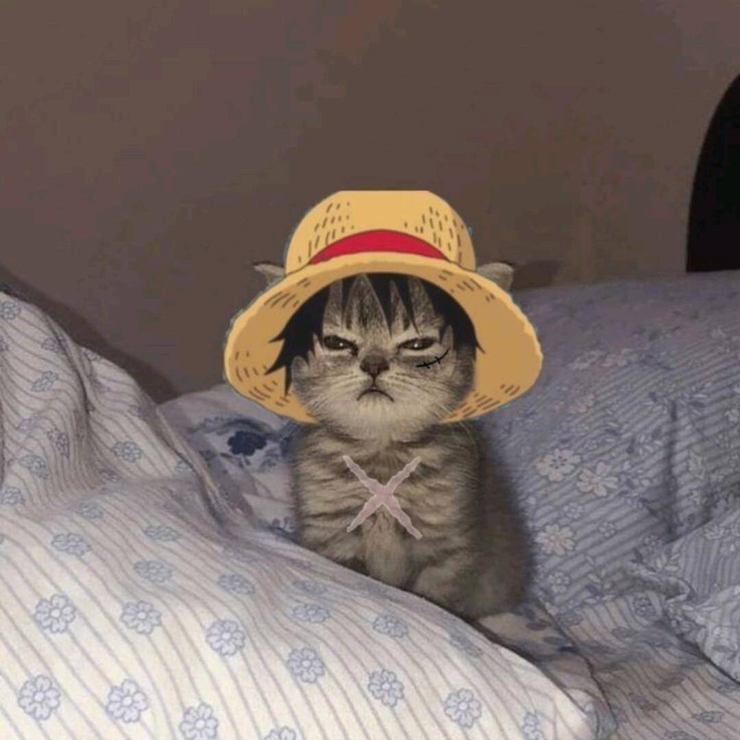 Cool pfp Profile Picture Cat with Straw Hat