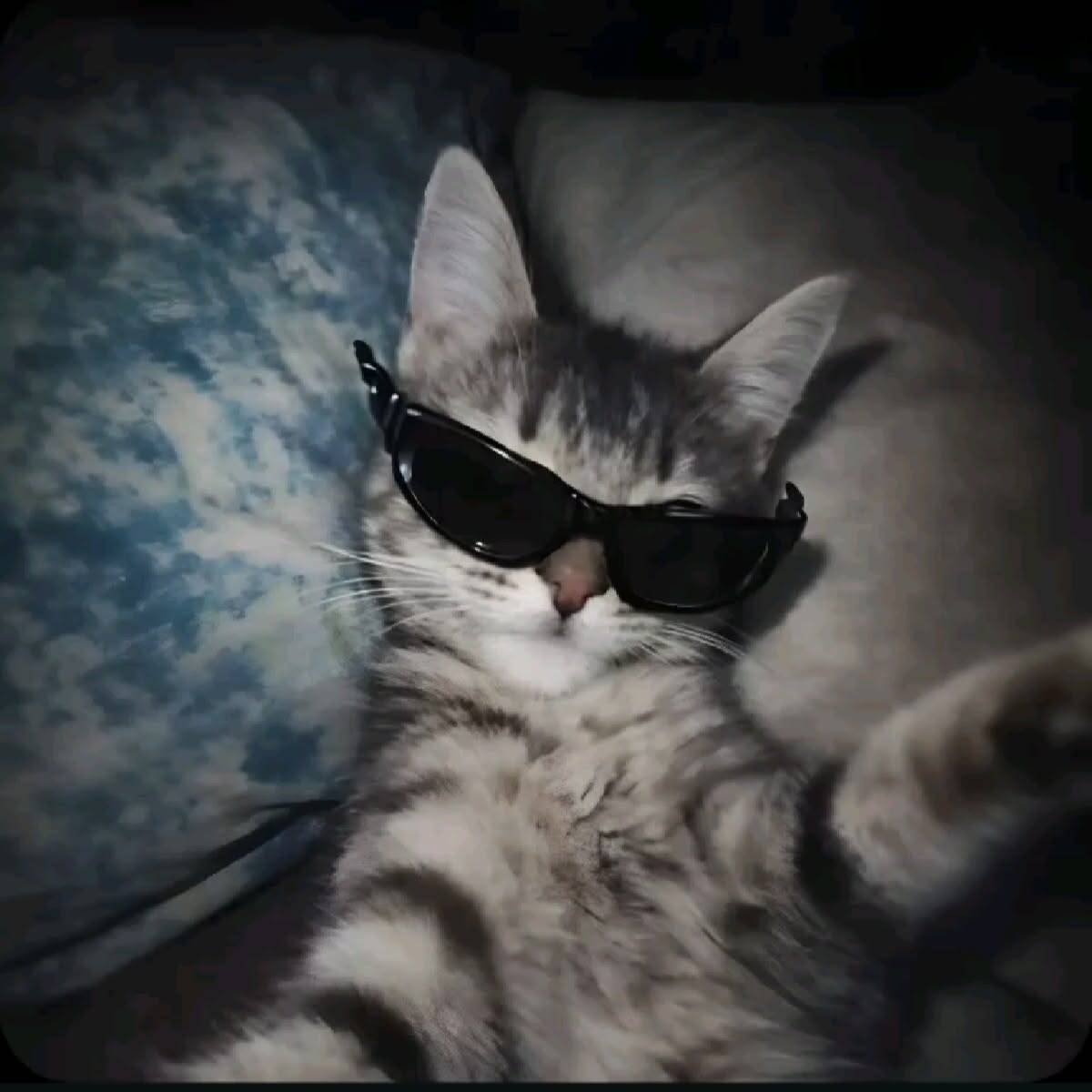 Cool pfp Profile Picture Cat with Sunglasses