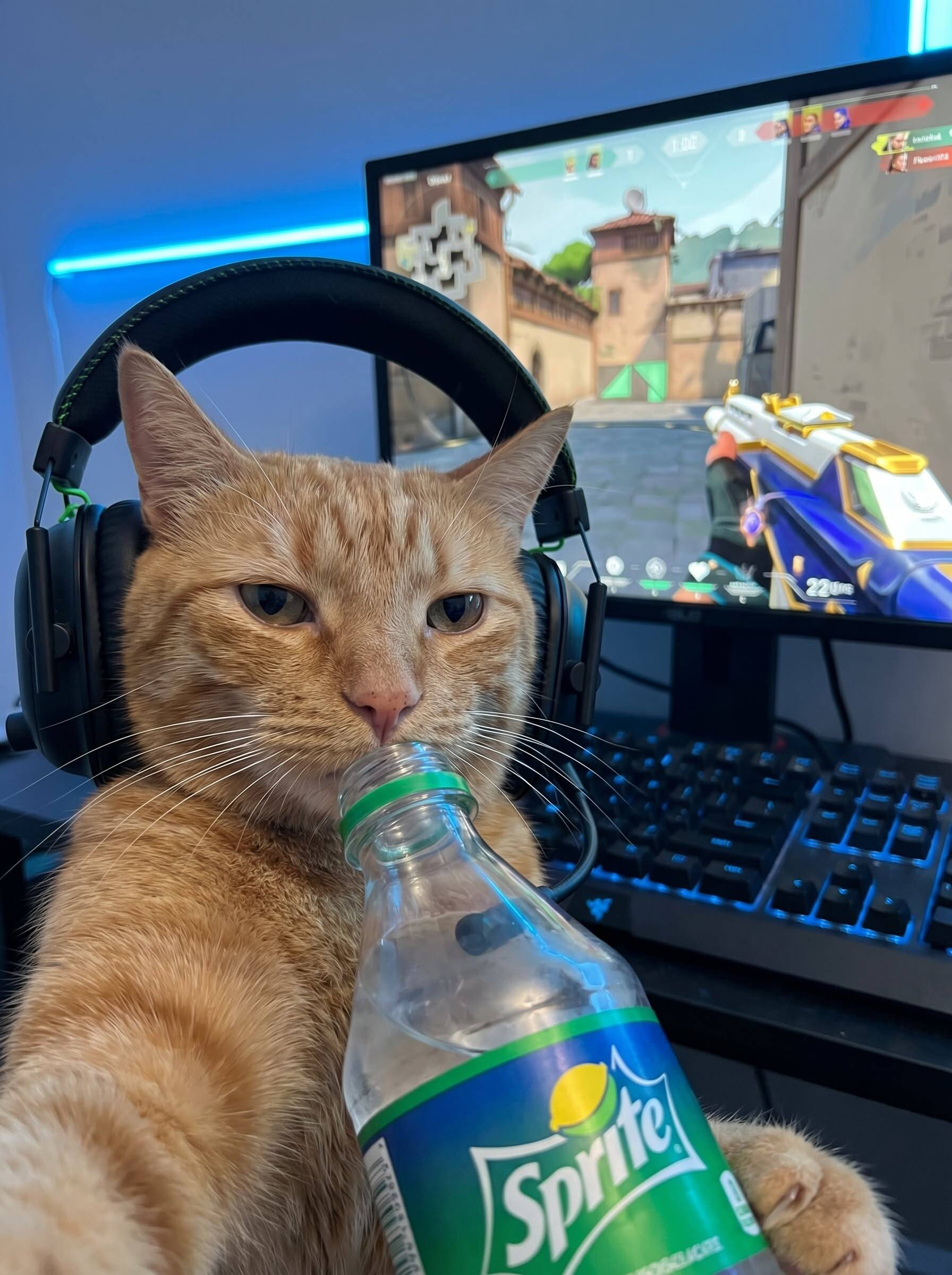 Cool pfp Profile Picture Gaming Cat with Headphones