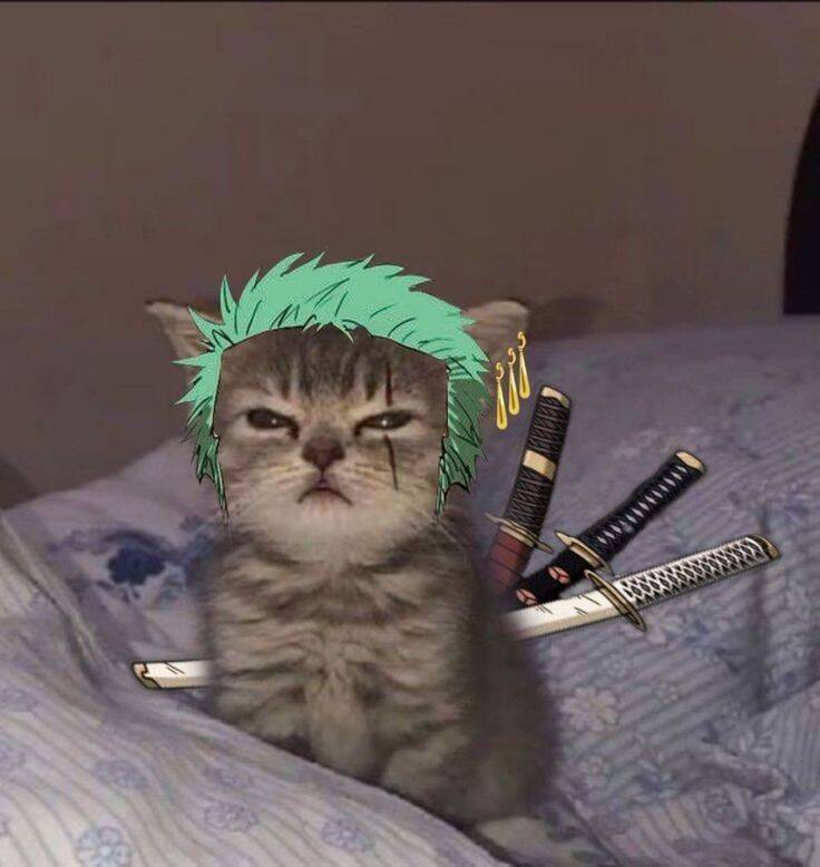 One Piece pfp Profile Picture Zoro Cat with Swords