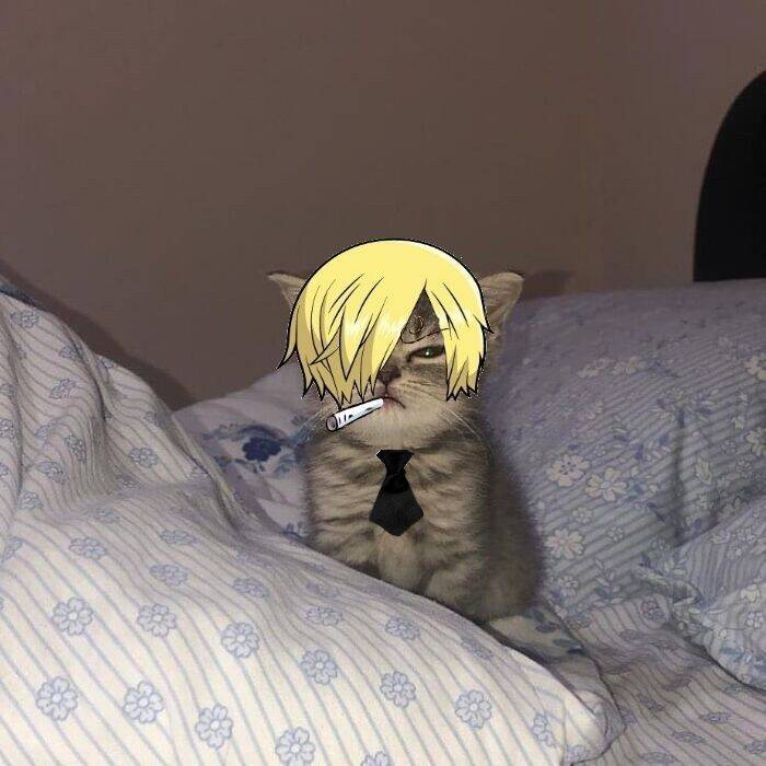 One Piece pfp Profile Picture Sanji Cat Cosplay