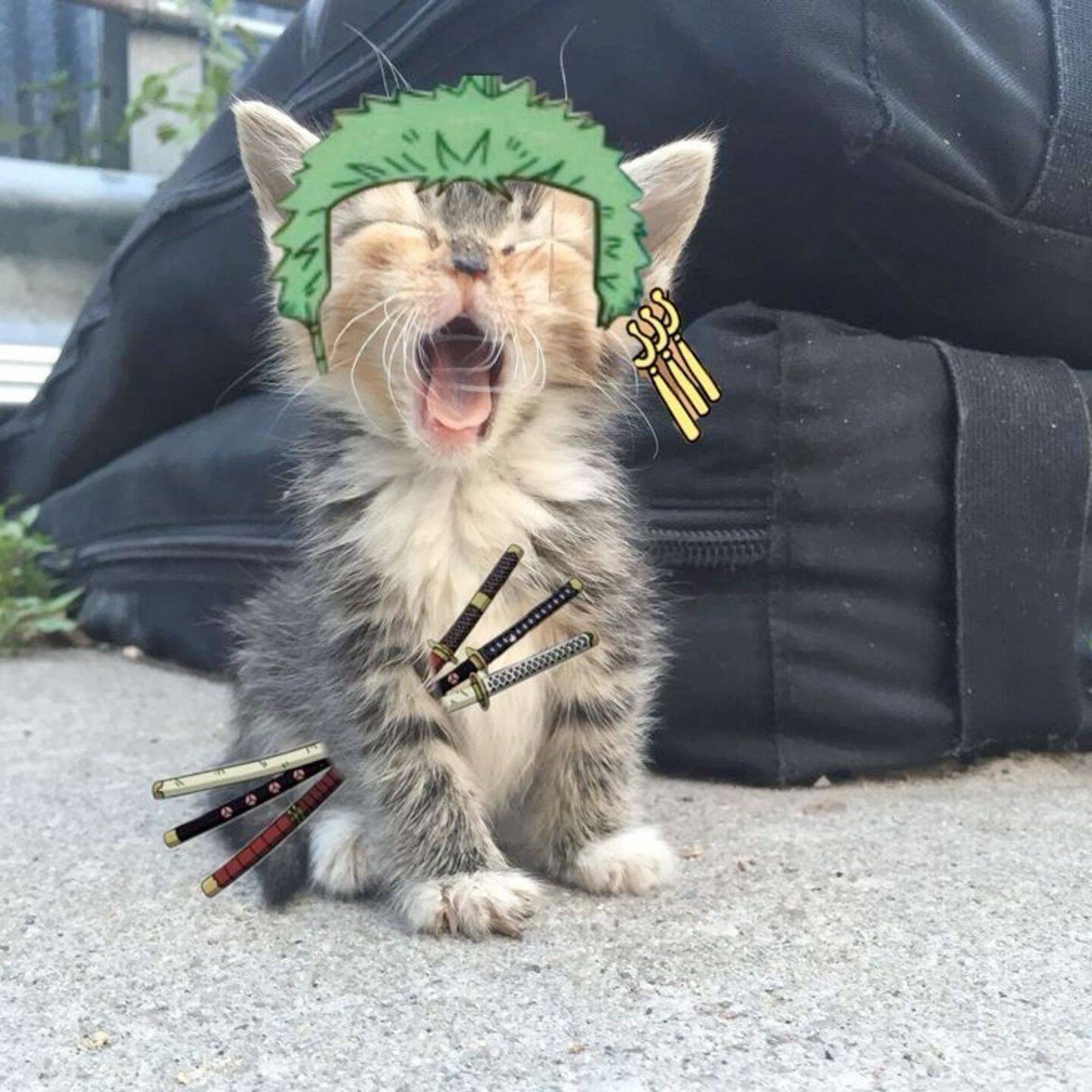 One Piece pfp Profile Picture Zoro Cat with Three Swords