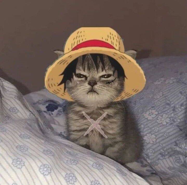 Funny Luffy pfp Profile Picture Cat with Straw Hat