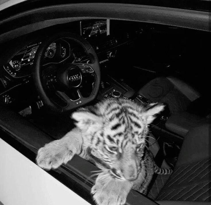 Tiger Cub in Audi Car pfp Profile Picture