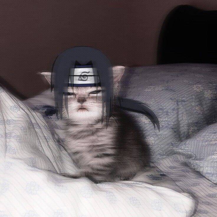 Itachi Uchiha pfp Profile Picture Cute Cat Mashup