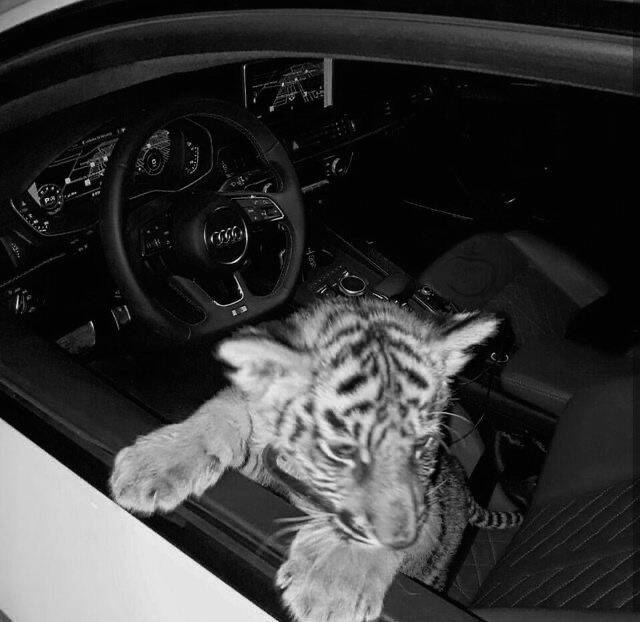 Car pfp Profile Picture Audi with Tiger Cub