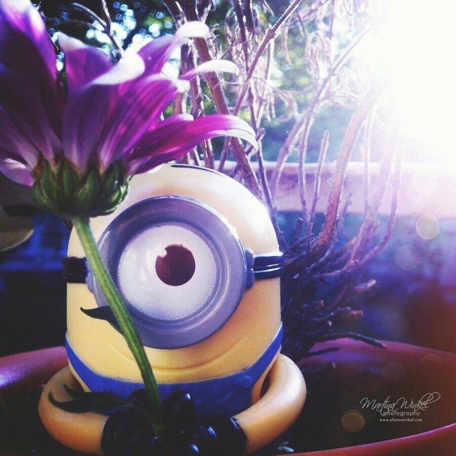 Minion pfp Profile Picture Cute Minion with Flower