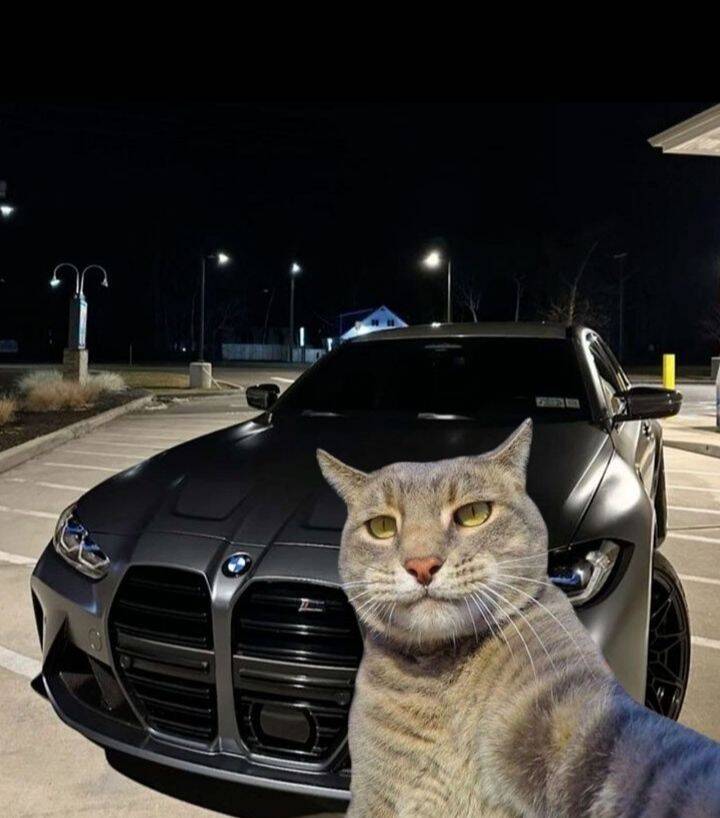 Cool Cat with BMW M3 Car pfp Profile Picture