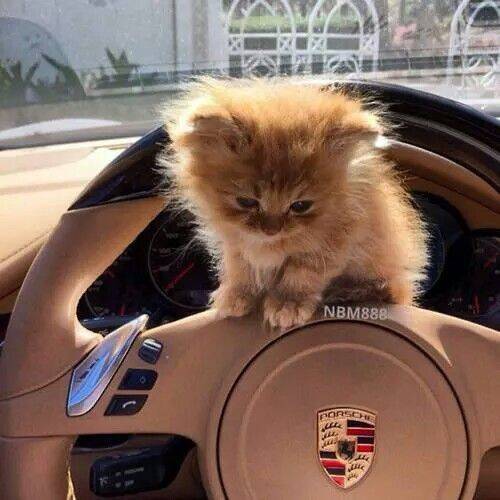 Cute Kitten on Porsche Steering Wheel pfp Profile Picture: