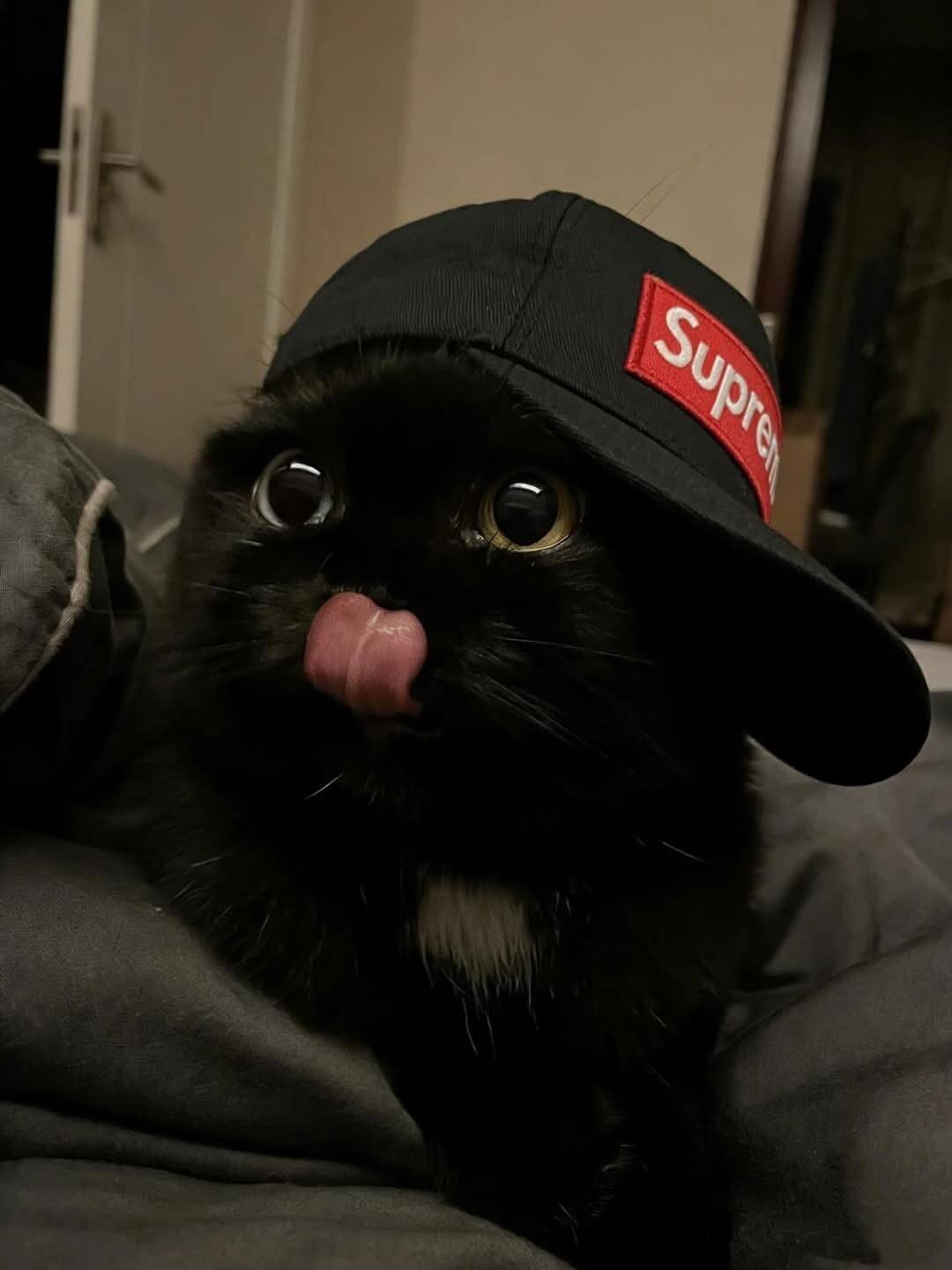 Trendy Black Cat pfp Profile Picture with Cap