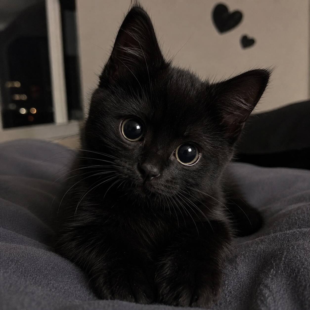 Adorable Black Cat pfp Profile Picture with Heart Background