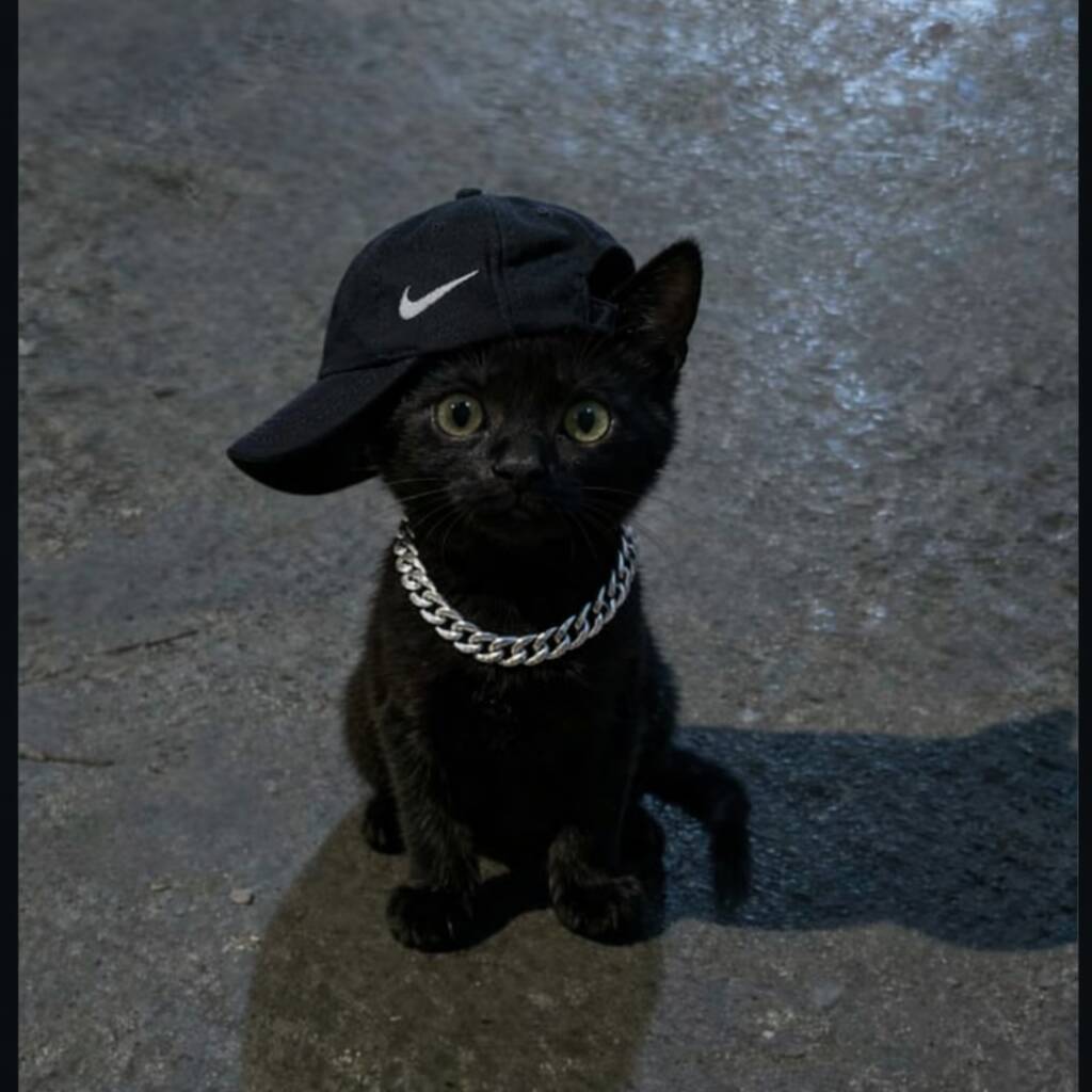 Black Cat pfp Profile Picture Street Style with Cap