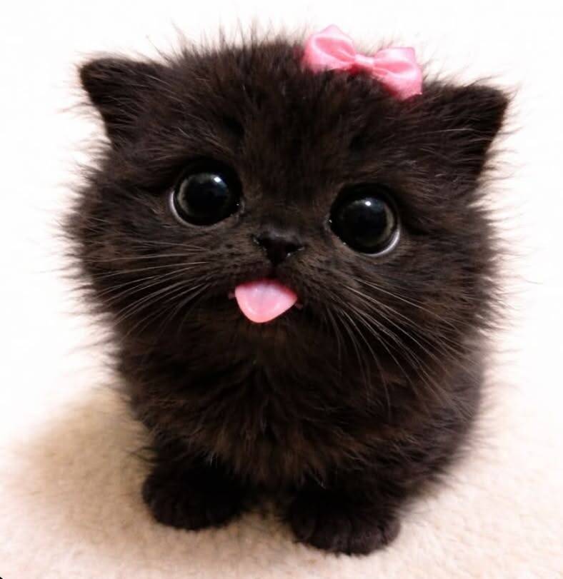 Adorable Black Cat pfp Profile Picture with Pink Bow
