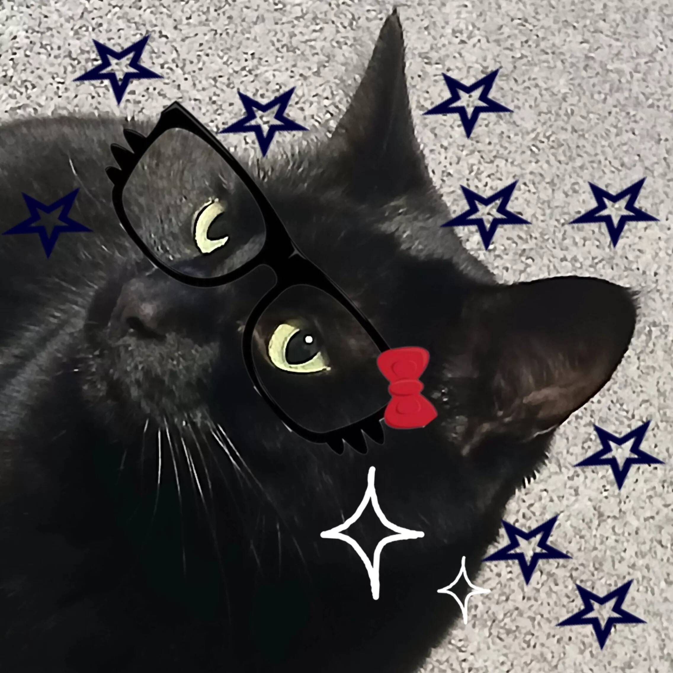 Black Cat pfp Profile Picture with Glasses and Stars