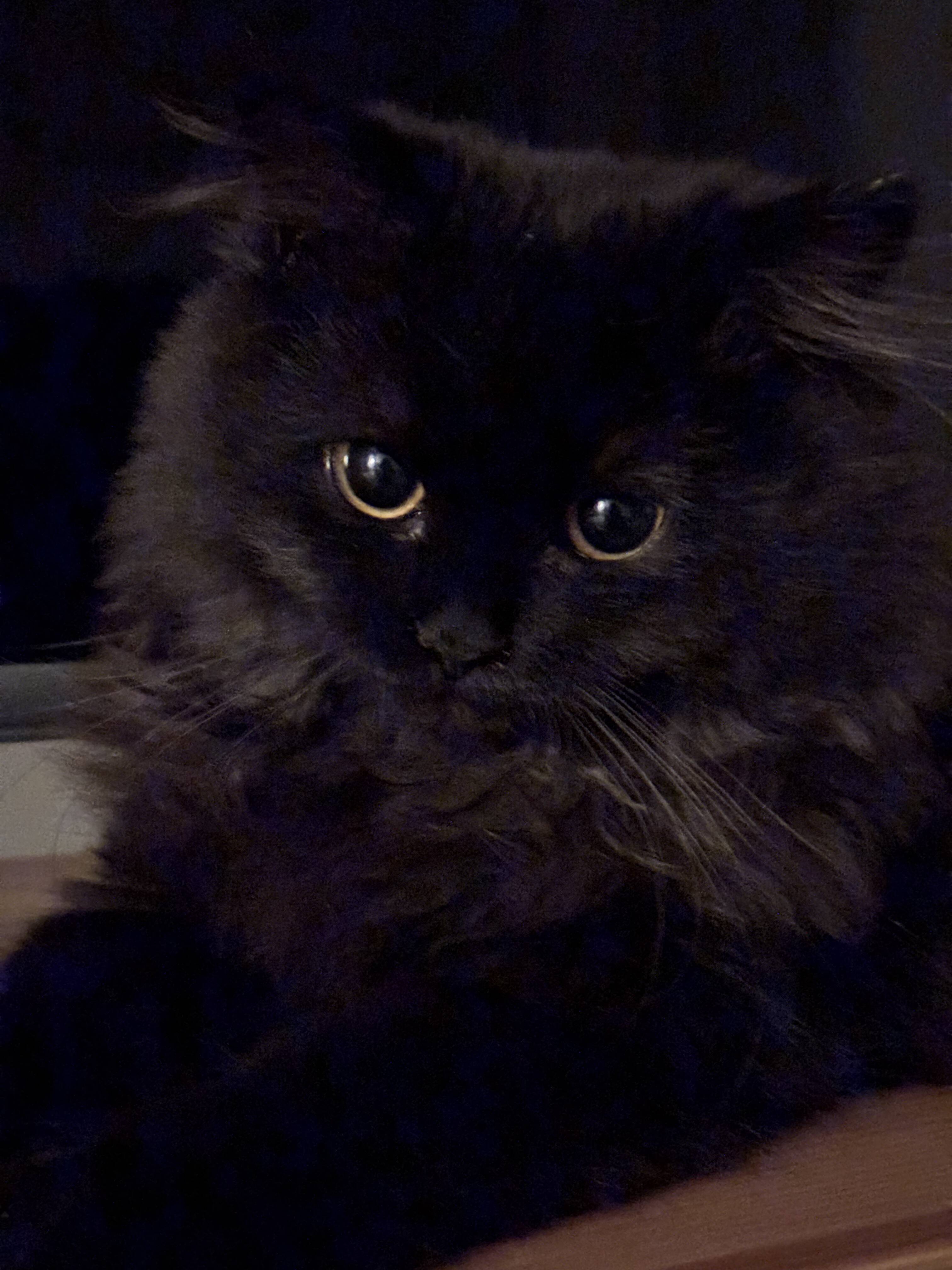 Fluffy Black Cat pfp Profile Picture with Bright Eyes
