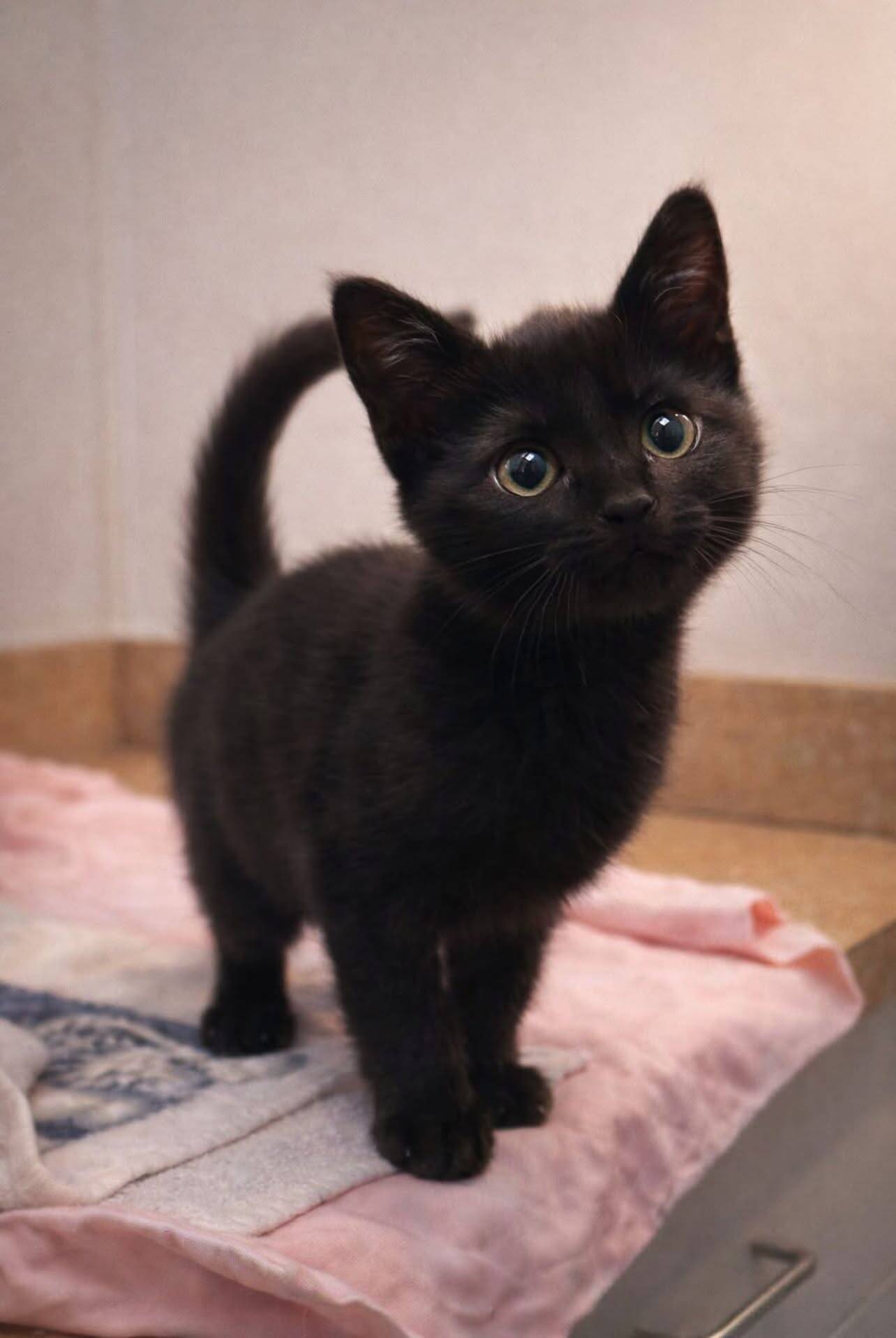 Adorable Kitten Black Cat pfp Profile Picture