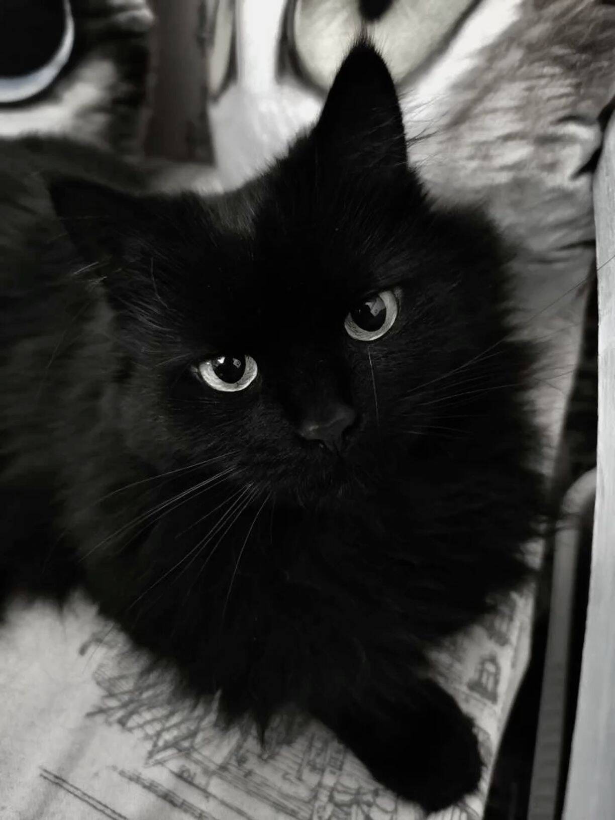 Charming Black Cat pfp Profile Picture with Intense Gaze