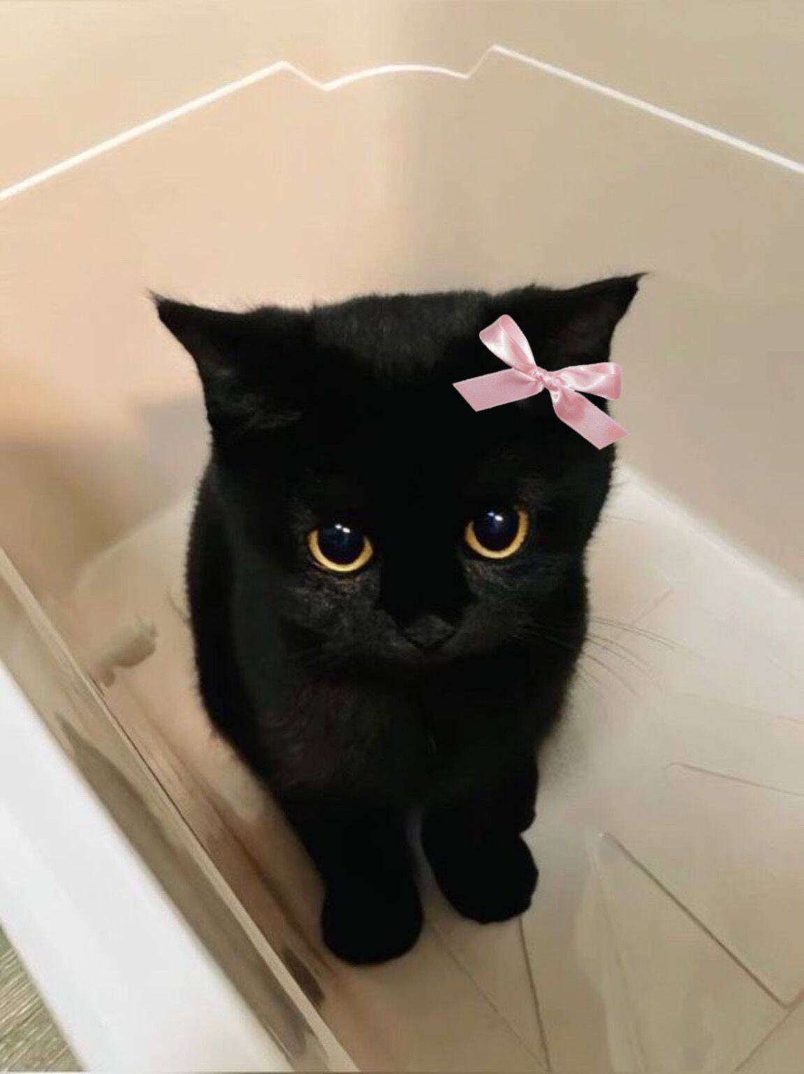 Adorable Black Cat pfp Profile Picture with Pink Bow
