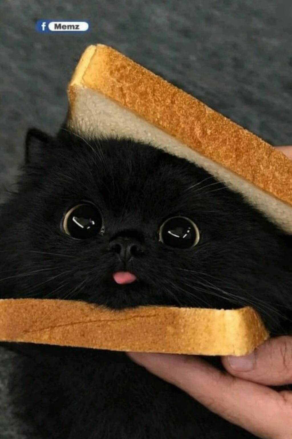 Adorable Black Cat pfp Profile Picture with Bread Hat