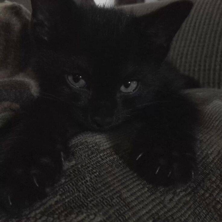 Charming Black Cat pfp Profile Picture with Intense Gaze