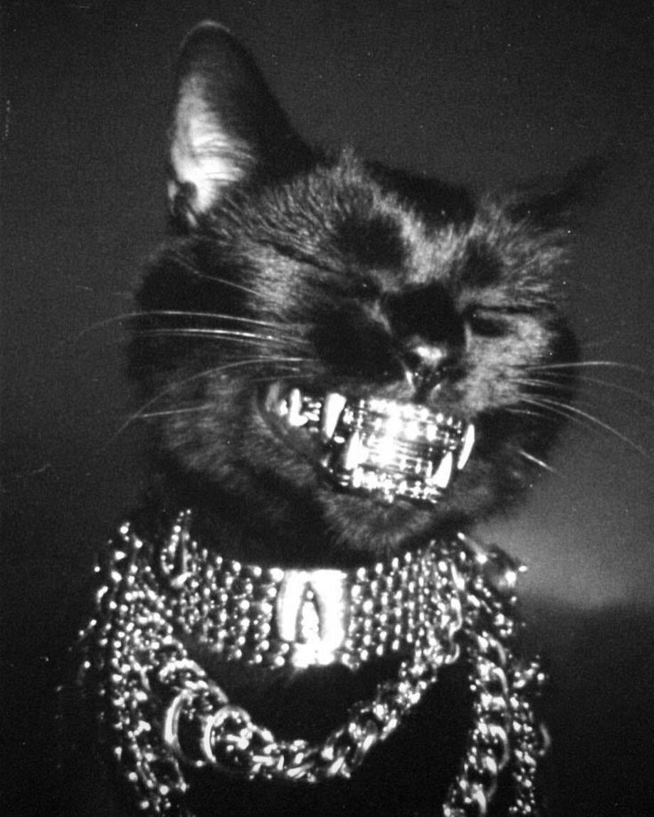 Edgy Black Cat pfp Profile Picture with Chains