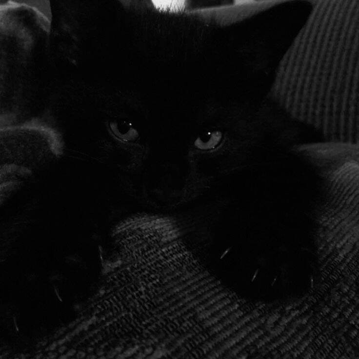Black Cat pfp Profile Picture Cozy Resting