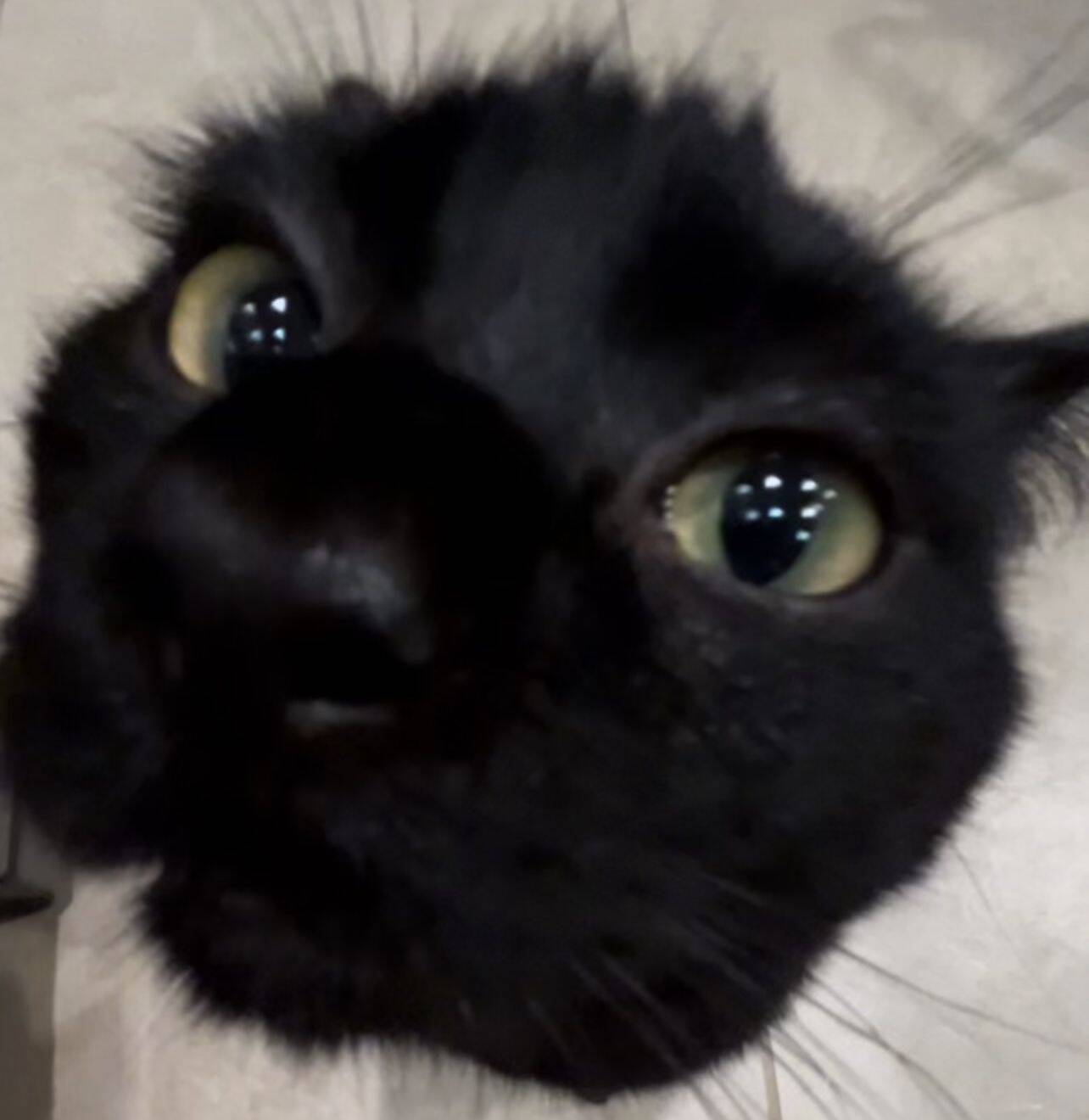 Close Up Black Cat pfp Profile Picture Curious Green Eyes