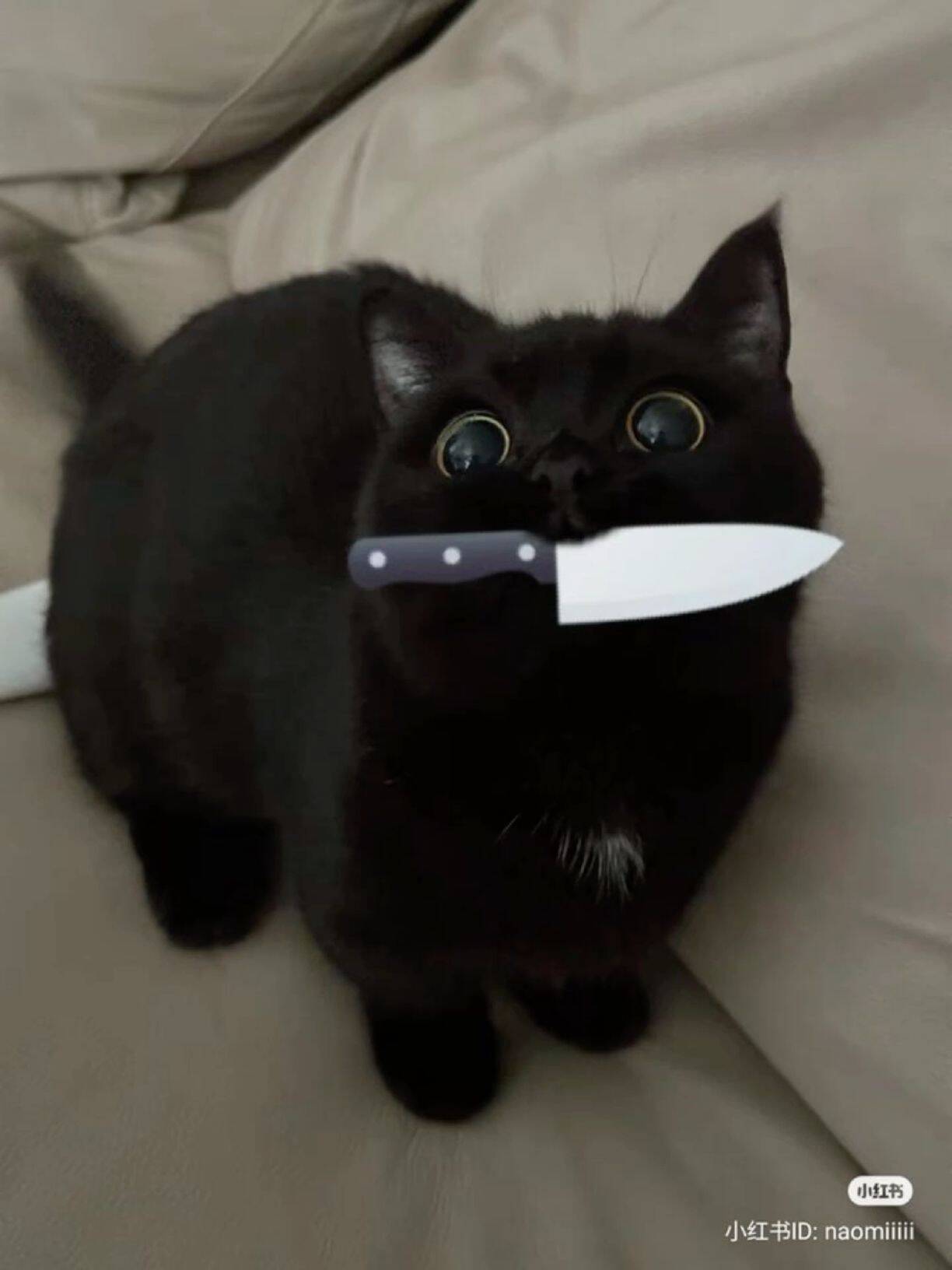 Black Cat pfp Profile Picture Playful Knife Surprise
