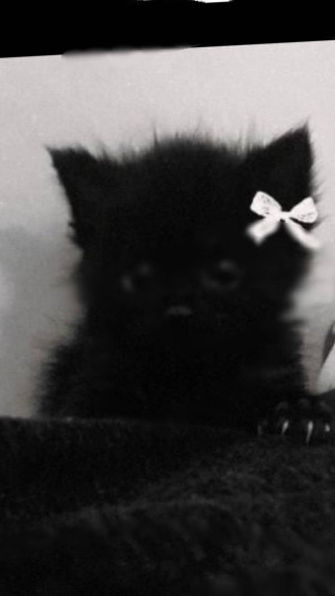 Adorable Black Kitten with Bow pfp Profile Picture
