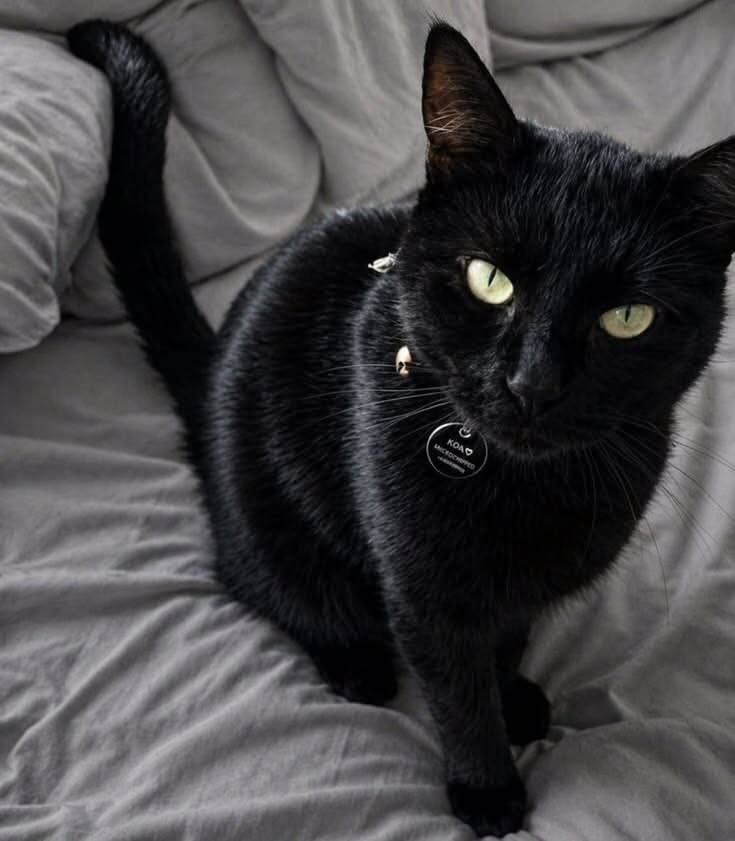 Black Cat pfp Profile Picture with Bright Green Eyes