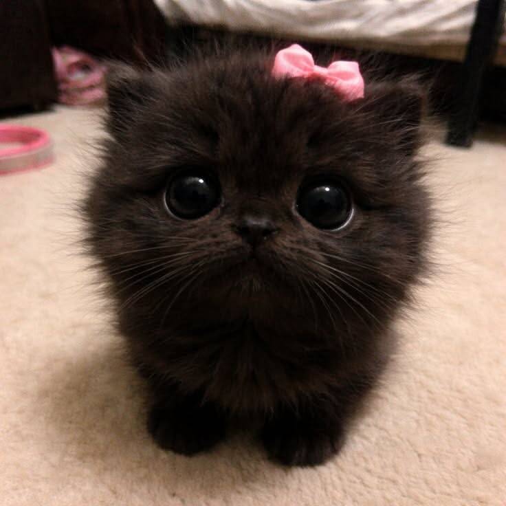 Adorable Fluffy Black Cat pfp Profile Picture with Pink Bow