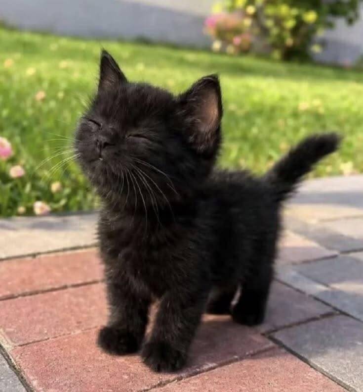 Adorable Black Kitten pfp Profile Picture Outdoors