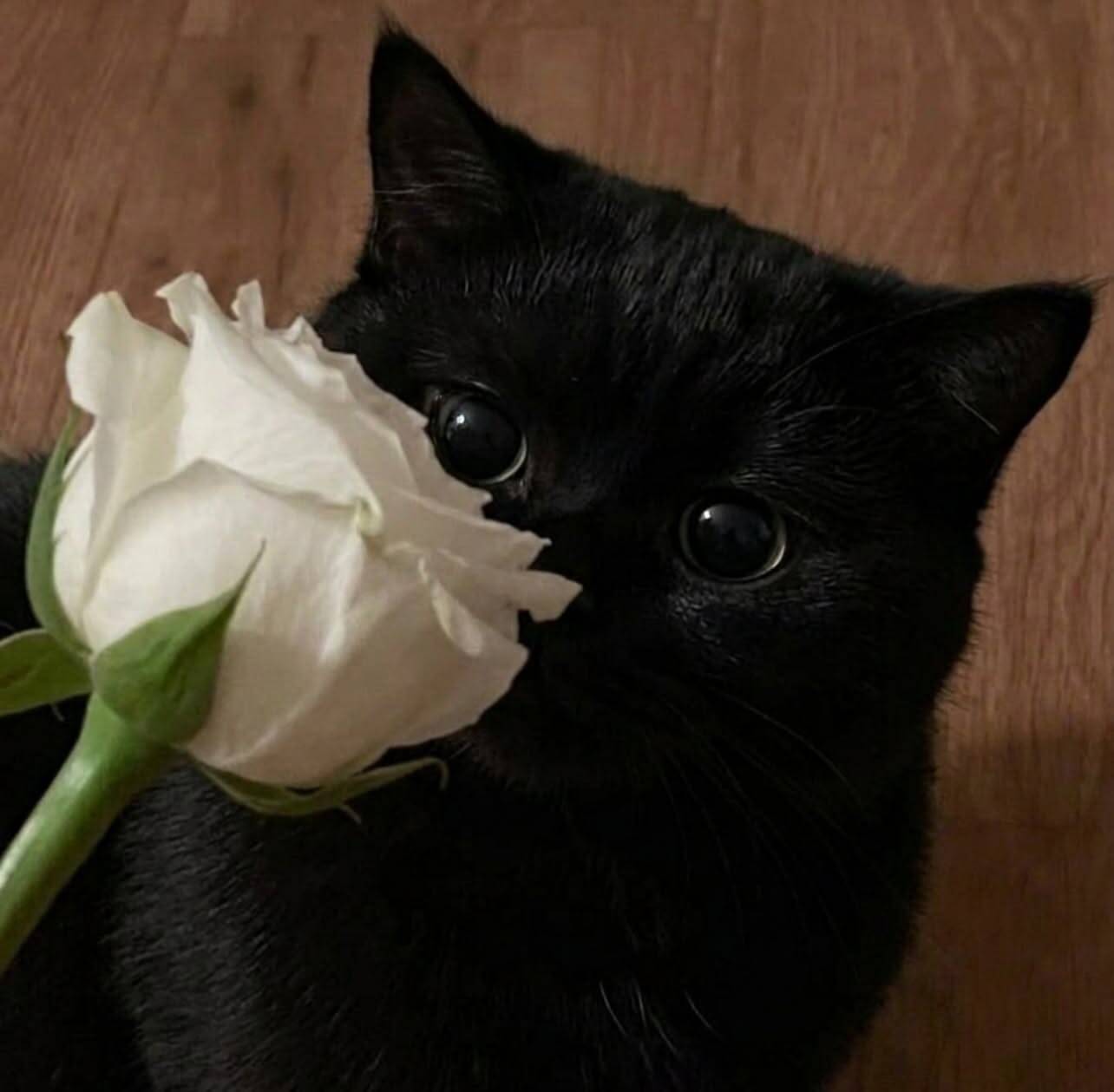 Black Cat pfp Profile Picture Adorable with White Rose